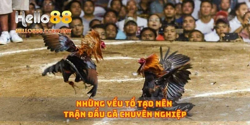Những yếu tố tạo nên trận đấu gà chuyên nghiệp