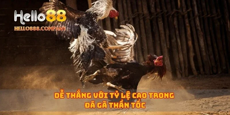 Dễ thắng với tỷ lệ cao trong đá gà thần tốc