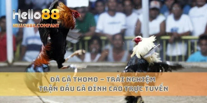 Đá gà Thomo – Trải nghiệm trận đấu gà đỉnh cao trực tuyến
