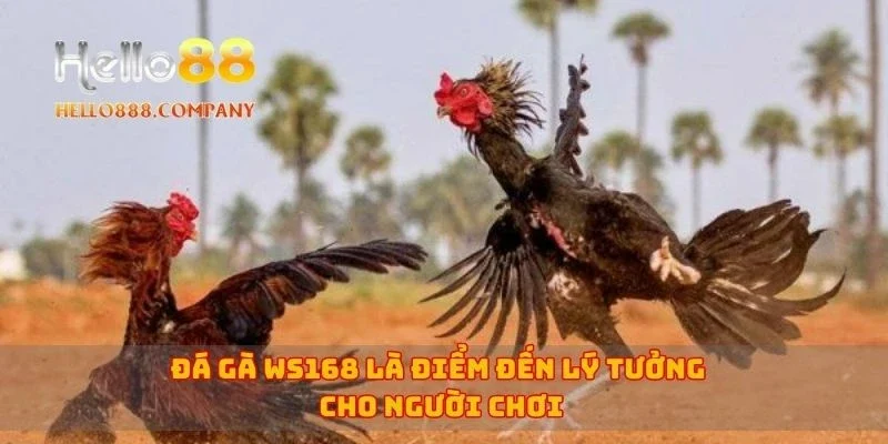Đá gà WS168 là điểm đến lý tưởng cho người chơi
