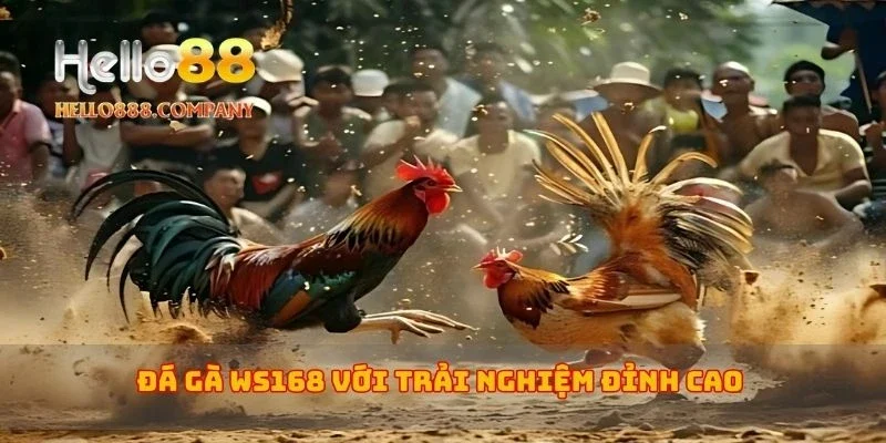 Đá gà WS168 với trải nghiệm đỉnh cao