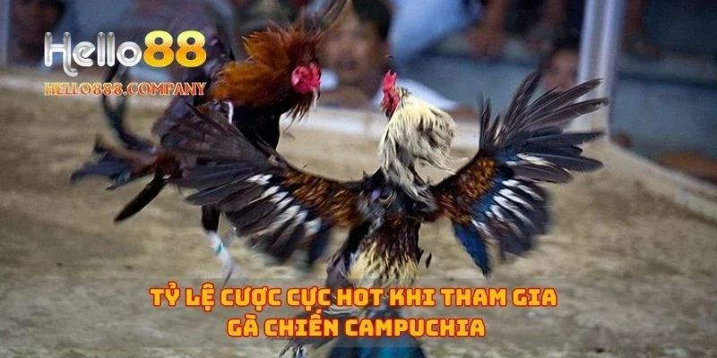Tỷ lệ cược cực hot khi tham gia gà chiến Campuchia